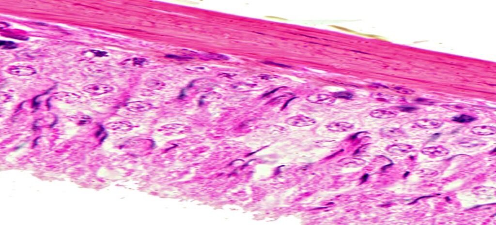 Exercícios de histologia pela Prof Ana