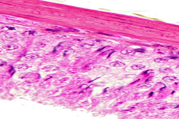 Exercícios de  histologia pela Prof Ana_6599591235b10.jpeg