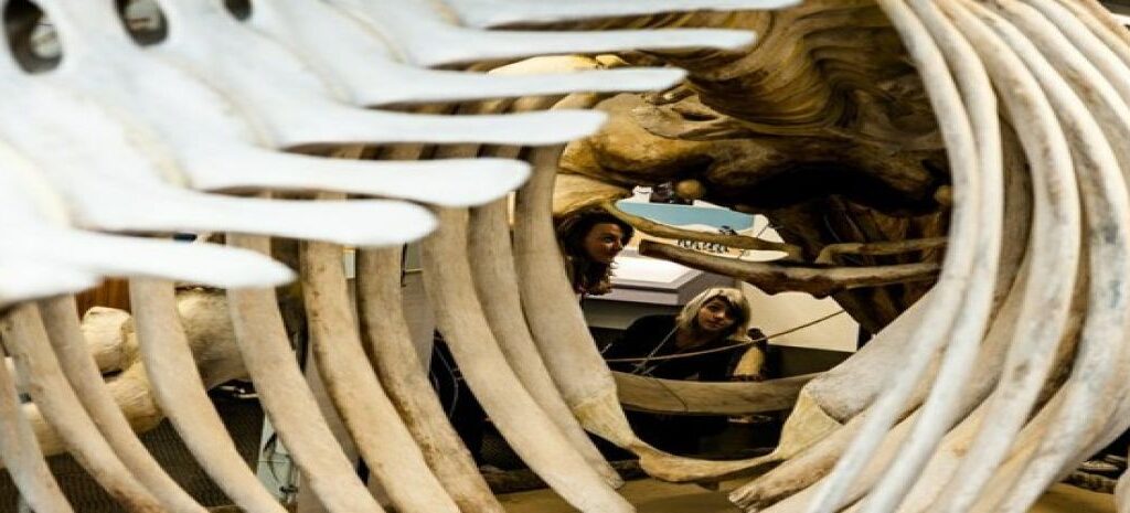 Graduação em Biologia Marinha está com inscrições abertas para processo seletivo