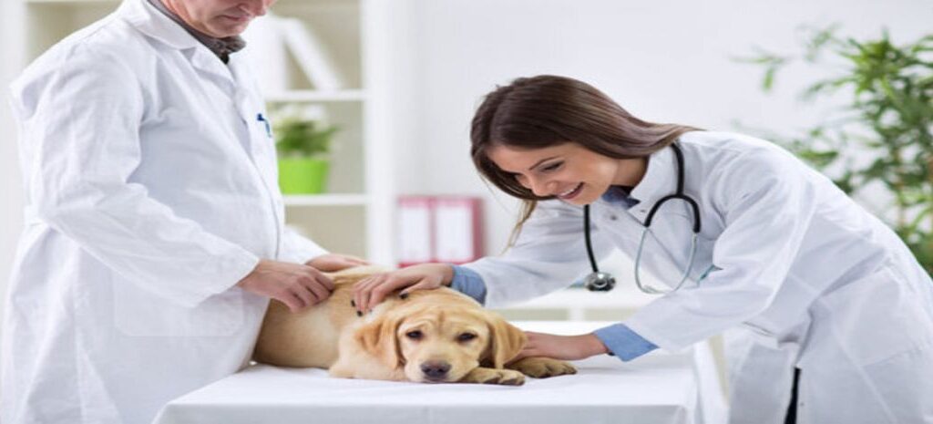 Guia de profissões: Conheça a profissão de Médico veterinário