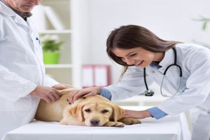 Guia de profissões: Conheça a profissão de Médico veterinário_6599562bed445.jpeg