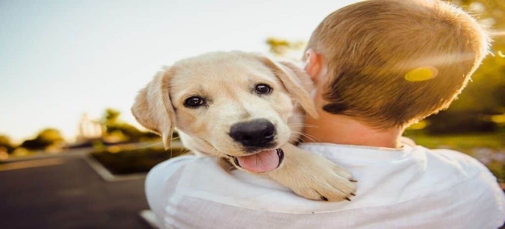 Quais áreas de trabalho existem para quem ama animais?