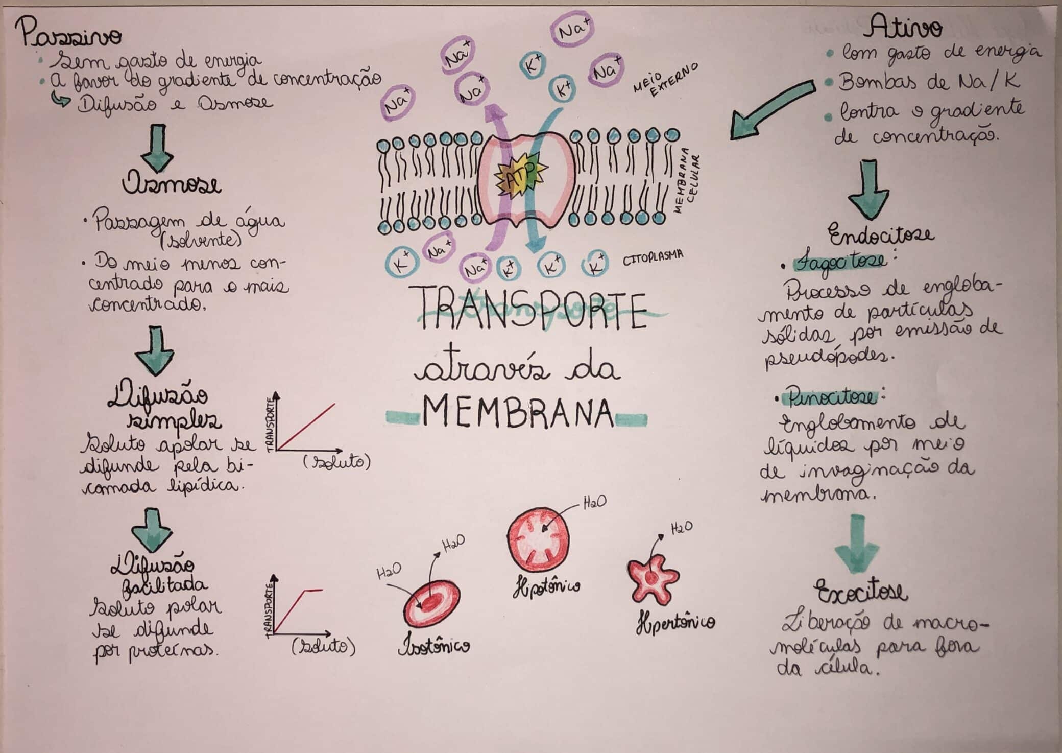 Membrana Plasmática: O Que Você Não Sabe Sobre Elas