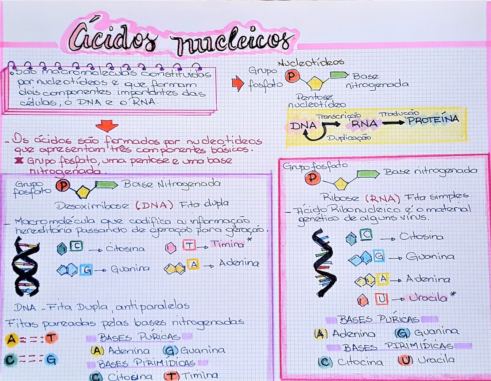 Nucleotídeos e Ácidos Nucleicos: O Segredo do ATP e Vitaminas