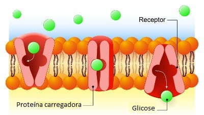 Membrana Plasmática: O Que Você Não Sabe Sobre Elas