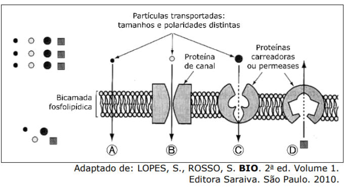 Membrana Plasmática: O Que Você Não Sabe Sobre Elas