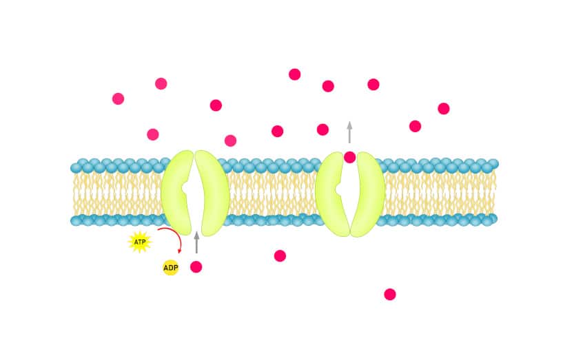 Membrana Plasmática: O Que Você Não Sabe Sobre Elas