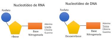 Nucleotídeos e Ácidos Nucleicos: O Segredo do ATP e Vitaminas