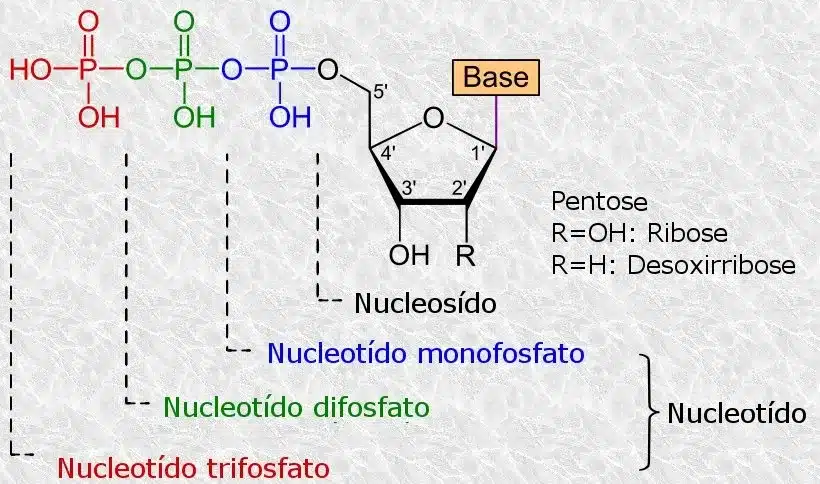 Nucleotídeos e Ácidos Nucleicos: O Segredo do ATP e Vitaminas