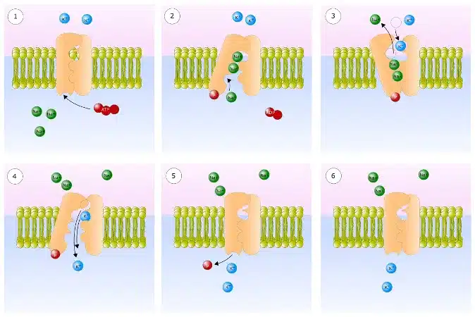Membrana Plasmática: O Que Você Não Sabe Sobre Elas