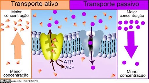 Membrana Plasmática: O Que Você Não Sabe Sobre Elas