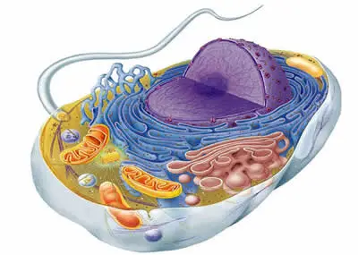 Citoplasma, Citosol e Citoesqueleto: Entenda Suas Diferenças!