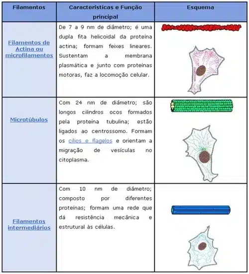 Citoplasma, Citosol e Citoesqueleto: Entenda Suas Diferenças!