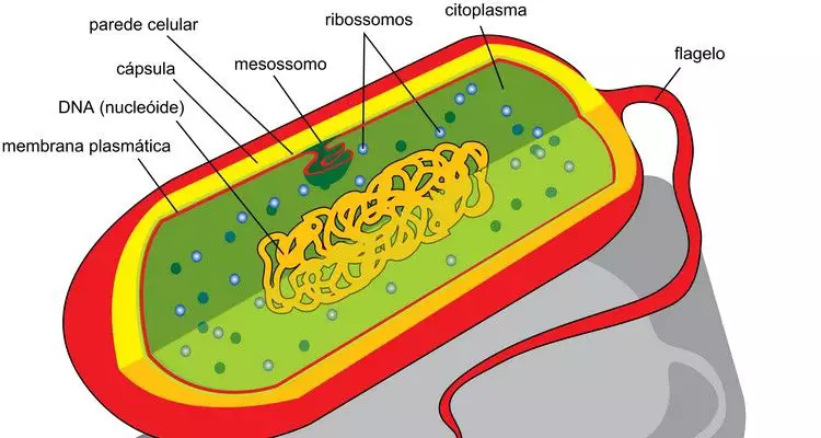 Citoplasma, Citosol e Citoesqueleto: Entenda Suas Diferenças!