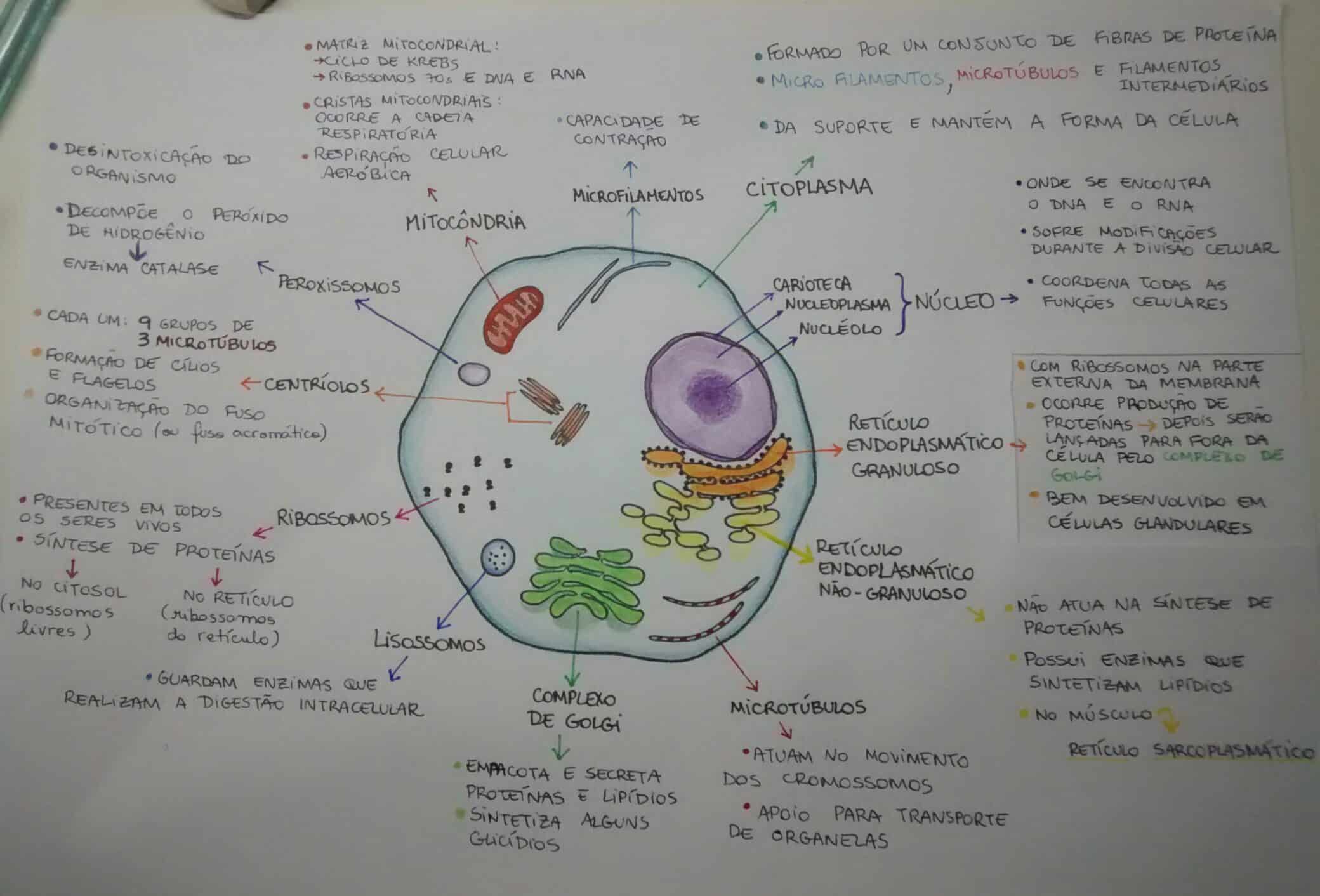 Citoplasma, Citosol e Citoesqueleto: Entenda Suas Diferenças!