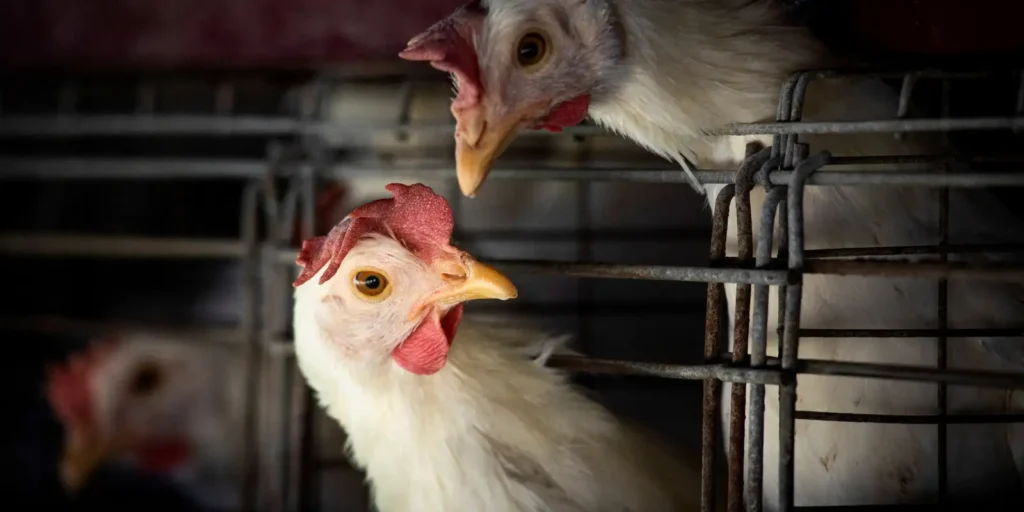 Como a Gripe Aviária Pode Cair nos Vestibulares de 2026 9 Como a Gripe Aviária Pode Cair nos Vestibulares de 2026