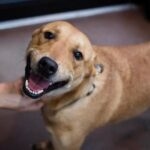 Qual e o plural de vira-lata explicacao definitiva da gramatica